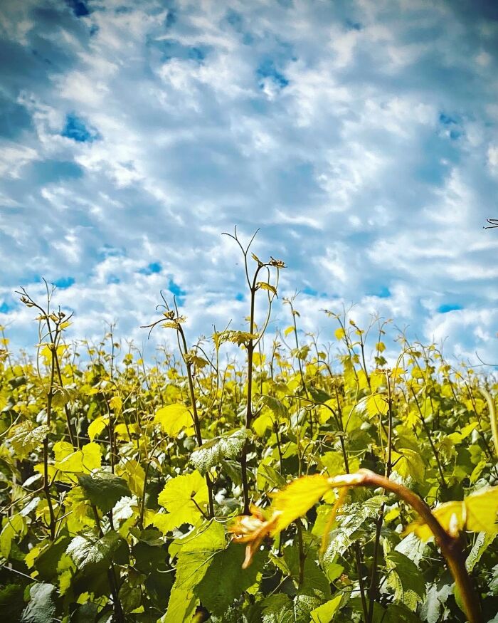 Champagne Jean Josselin.jpg Champagne Jean Josselin Champagne Jean Josselin.jpg Champagne Jean Josselin