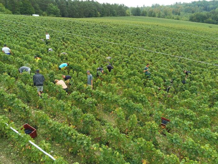 Champagne Marcel Vézien.jpg Champagne Marcel Vézien